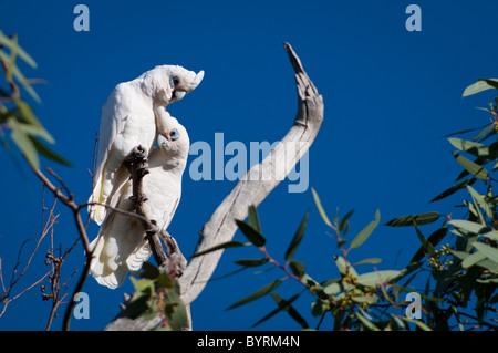 Paar von Little Corellas (Cacatua sanguineaund) Stockfoto