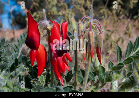 Die Sturt Desert Pea (Swainsona Formosa) Stockfoto