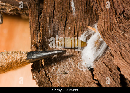 Europäische Weinrebe Moth (Lobesia Botrana) gehänselt offen Kokon an der Unterseite der Weinrebe Rinde enthüllt die Puppe / California. Stockfoto