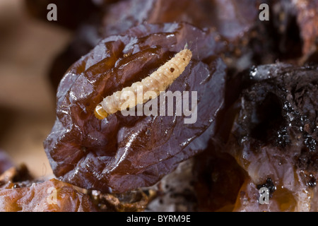 Landwirtschaft - Europäische Weinrebe Moth (Lobesia Botrana) Reife Larve auf getrocknete und verkümmerten Trauben / Kalifornien, USA. Stockfoto