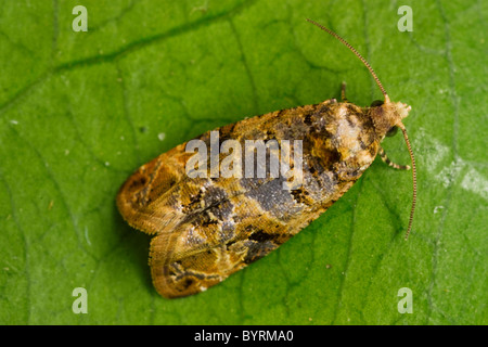 Landwirtschaft - Europäische Weinrebe Moth (Lobesia Botrana) Erwachsene Motte Weibchen auf ein Weinblatt / Kalifornien, USA. Stockfoto