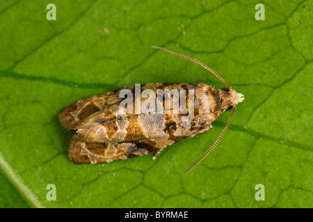 Landwirtschaft - Europäische Weinrebe Moth (Lobesia Botrana) Erwachsenen Falter Männchen auf ein Weinblatt / Kalifornien, USA. Stockfoto