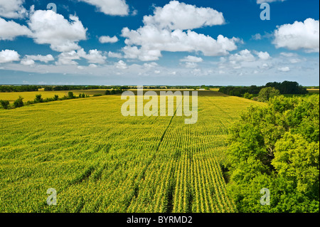 Landwirtschaft - Grossfeld Mitte Wachstum Quaste Bühne Körnermais mit Cumulus-Wolken am Himmel / in der Nähe von Carey, Manitoba, Kanada. Stockfoto