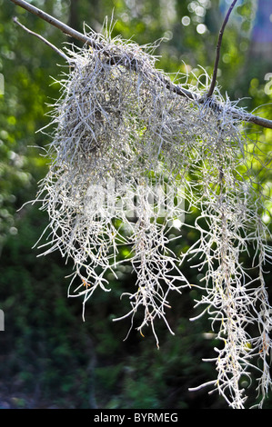 Spanish Moss hängen von einer Zypresse Stockfoto