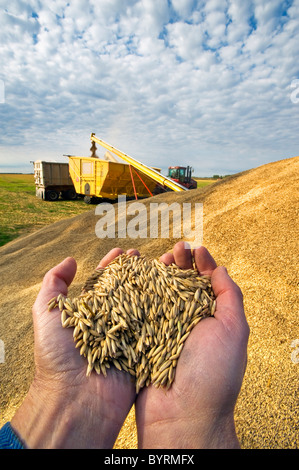 Ein Bauer hält eine Handvoll geernteter Hafer während gelagerten Hafer im Hintergrund Ernteguts in einen Korn-Wagen sind / Kanada. Stockfoto