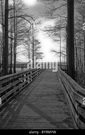 Der Boardwalk durch Pettigrew State Park, North Carolina Stockfoto