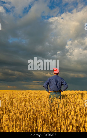 Ein Bauer steht auf seinem Gebiet der Reife Ernte Bühne Frühling Weizen Beobachtung nahenden Gewitterwolken / Virden, Manitoba, Kanada. Stockfoto