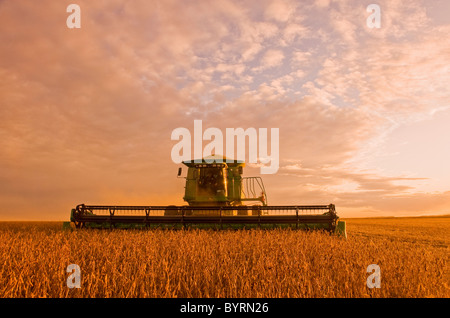 Landwirtschaft - ein John Deere kombinieren ernten Reifen Sojabohnen im späten Nachmittag leichte / in der Nähe von Oakbank, Manitoba, Kanada. Stockfoto