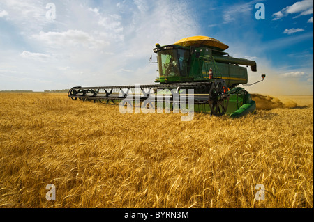 Landwirtschaft - ein John Deere kombinieren ausgereifte Winterweizen Ernten in späten Nachmittag leichte / in der Nähe von Kane, Manitoba, Kanada. Stockfoto