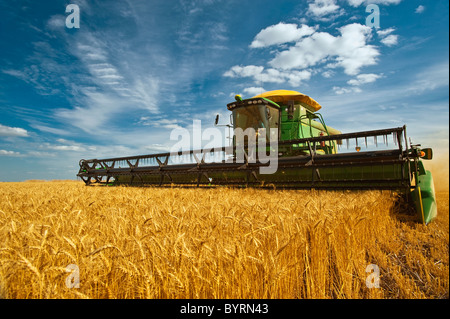 Landwirtschaft - ein John Deere kombinieren ausgereifte Winterweizen Ernten in späten Nachmittag leichte / in der Nähe von Kane, Manitoba, Kanada. Stockfoto