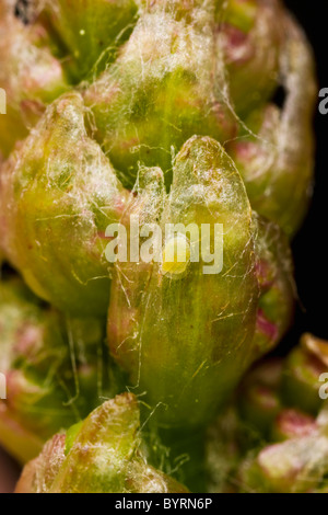 Ei der 1. Generation von europäischen Weinrebe Moth (Lobesia Botrana) am Blütenstand vor der Trennung der floral-Gruppe gelegt Stockfoto