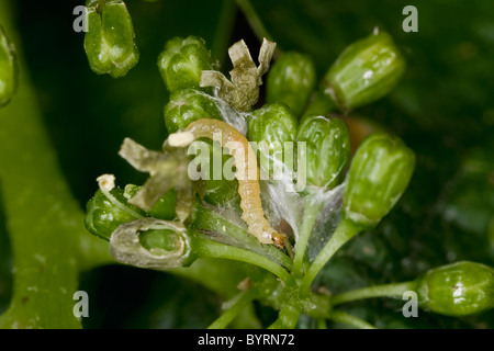 Europäische Weinrebe Moth (Lobesia Botrana) jungen Larve außerhalb sein Nest in einem Wein Traube Blütenstand / Napa Valley, Kalifornien. Stockfoto
