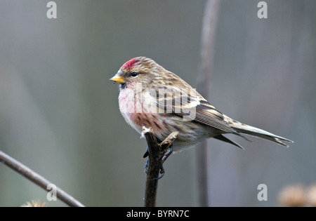 gemeinsame Redpoll (Zuchtjahr Flammea) während des Winters in Irland Stockfoto