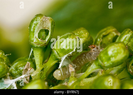 Europäische Weinrebe Moth (Lobesia Botrana) jungen Larve außerhalb sein Nest in einem Wein Traube Blütenstand / Napa Valley, Kalifornien. Stockfoto