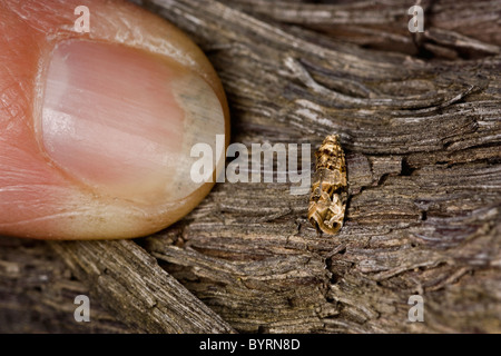 Europäische Weinrebe Moth (Lobesia Botrana) Erwachsene ruhen auf der Rinde einer Weinrebe / Napa Valley, Kalifornien, USA. Stockfoto