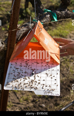 Europäische Weinrebe Moth (Lobesia Botrana) Pheromon-Falle Count männliche Motten gibt eine hohe Bevölkerungsdichte in diesem Weinberg / USA. Stockfoto