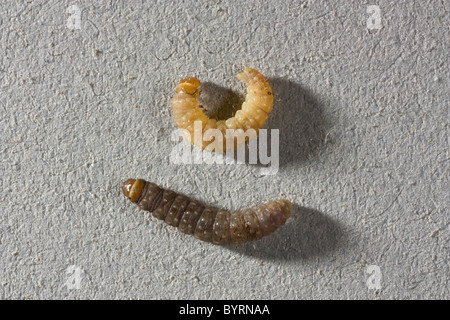 Landwirtschaft - Europäische Weinrebe Moth (Lobesia Botrana) 2. und 4. Etappe Larven / Napa Valley, Kalifornien, USA. Stockfoto