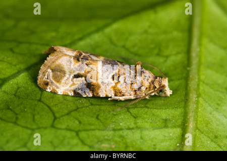 Landwirtschaft - Europäische Weinrebe Moth (Lobesia Botrana) Erwachsenen Falter Männchen auf ein Weinblatt / Kalifornien, USA. Stockfoto