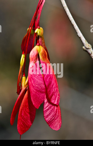 Helles rot-Ahorn Samenkapseln im Herbst Stockfoto