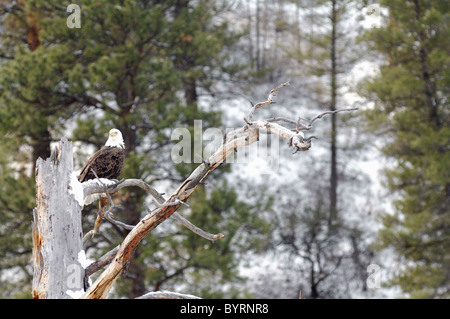 Weißkopf-Seeadler im Baum, Winter, Salmon River in Idaho Stockfoto