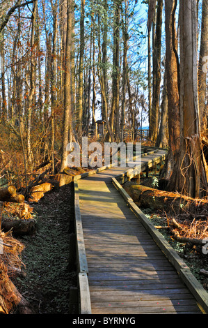 Der Boardwalk durch Pettigrew State Park, North Carolina Stockfoto