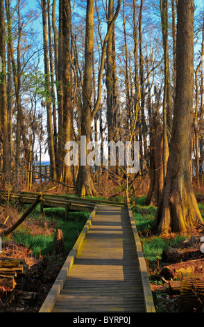 Der Boardwalk durch Pettigrew State Park, North Carolina Stockfoto