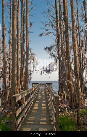 Der Boardwalk durch Pettigrew State Park, North Carolina Stockfoto