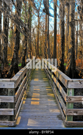 Der Boardwalk durch Pettigrew State Park, North Carolina Stockfoto