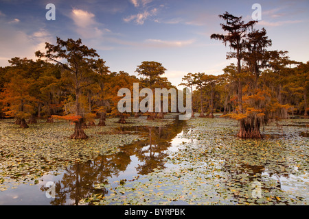 Kahle Zypresse Bäume, Cypress Swamp, Caddo Lake, Texas und Louisiana, USA Stockfoto