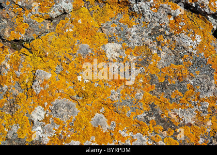 Rock mit orangefarbenen Flechten drüber als strukturierten Hintergrund. Stockfoto