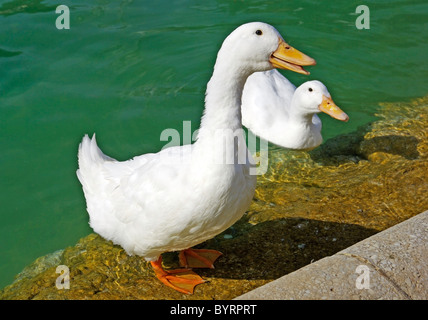 Weiße Gans Weiher im Ciutadell Park. Barcelona, Spanien. Stockfoto