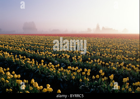 Sonnenaufgang am frühen Morgen mit leichtem Nebel über Reihen von gelben und roten Tulpen im Feld Skagit County in der Nähe von Mount Vernon Stockfoto