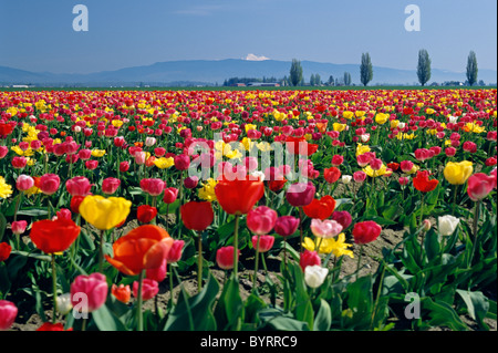 Bunte Tulpen im Feld mit Mount Baker im Feld Skagit County in der Nähe von Mount Vernon Washington State Stockfoto