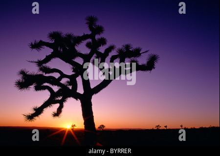 Silhouette Joshua Baum bei Sonnenuntergang Barstow, Kalifornien USA Stockfoto