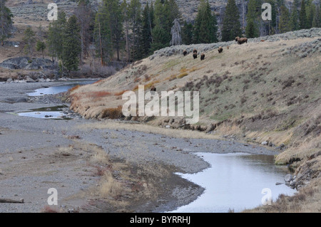 Kuh und Kalb Bison, Yellowstone-Nationalpark, Wyoming, Buffalo, Weiden, grasen, Fütterung Stockfoto