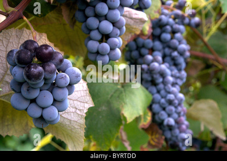 Trauben am Rebstock Stockfoto