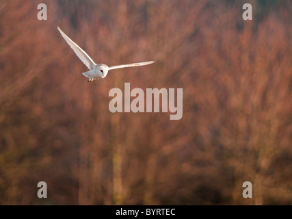 Wilde Jagd Schleiereule, Norfolk Stockfoto