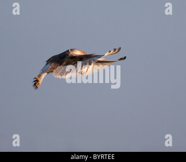 Wilde Schleiereule schweben und auf der Suche nach Beute, Norfolk Stockfoto