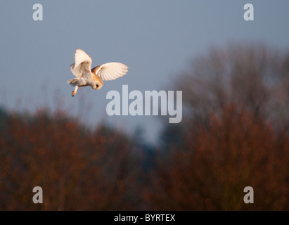 Wilde Schleiereule schweben und auf der Suche nach Beute, Norfolk Stockfoto