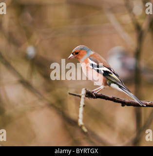 Bunte männlichen Buchfink, Fringilla Coelebs, thront auf Zweig Stockfoto