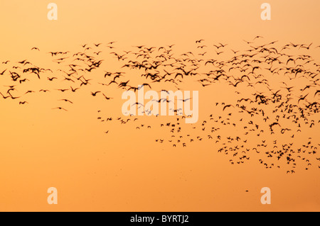 Hunderte von Gänsen ergreifen, um die Dawn Sky am Burnham Overy, Norfolk Stockfoto