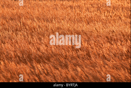 Goldene Norfolk Schilfbeetes bei Burham Overy fängt die aufgehende Sonne Stockfoto