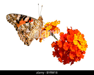 Isolierte Distelfalter Schmetterling (Vanessa Cardui) des Profils auf rote und gelbe Blume (Lantana Camara) gesehen Stockfoto