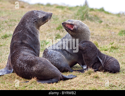 Antarktis Seebär Familie (Arctocephalus Gazella), Hafen von Grytviken, Südgeorgien Stockfoto