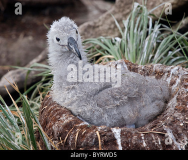 Black-Browed Albatros Küken auf Nest (Thalassarche Melanophrys), West Point Island, den Falkland-Inseln Stockfoto