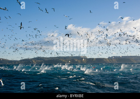 Cape Gannet, Morus Capensis, Sprung-Tauchen auf Sardinen. Stockfoto