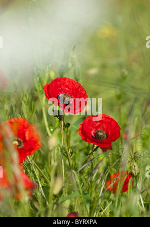 Gemeinsamen roten Feld Mohn Stockfoto
