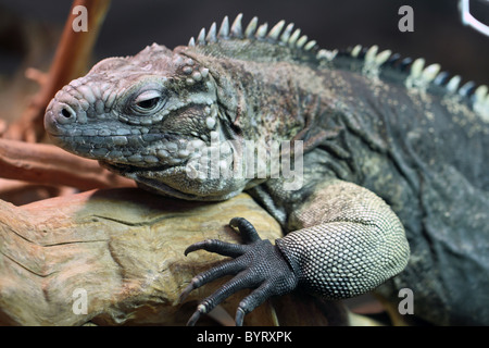 Kubanische Iguana Cyclura nubila Stockfoto