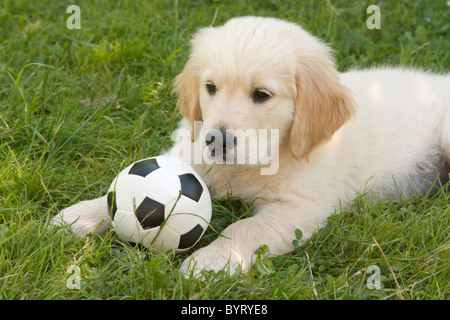 Haustier Hundeschule - Golden Retriever-Welpe mit Fußball Stockfoto