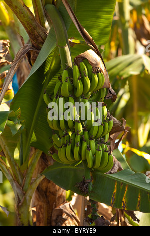 Nahaufnahme von Bananen wachsen in Puerto Rico Stockfoto